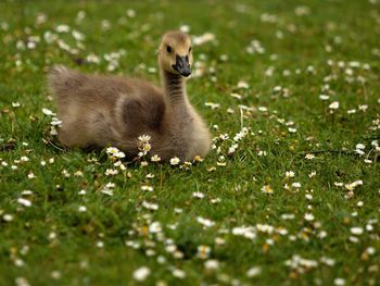 Close-up of bird on field