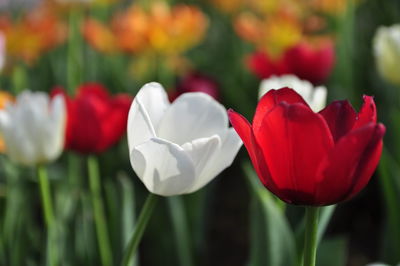 Close-up of red tulips on field