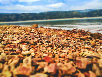 Surface level of pebbles on beach against sky