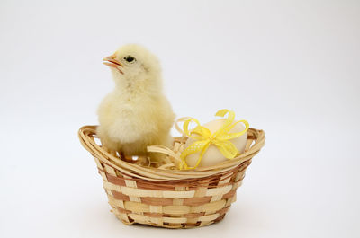 Close-up of cat in basket against white background
