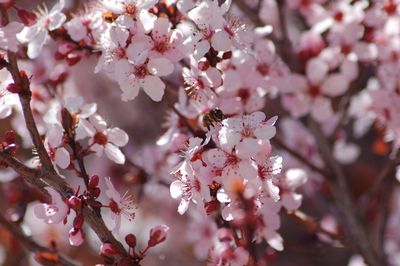 Close-up of cherry blossom