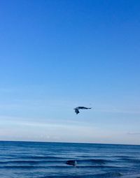 Bird flying over sea against clear sky
