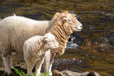 Sheep standing in water