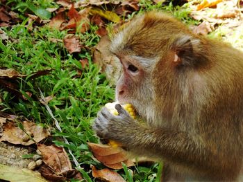 Close-up of monkey eating food