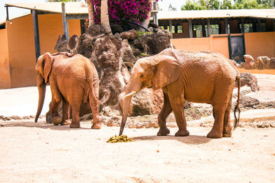 View of elephant in zoo