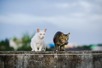 Portrait of cat on retaining wall