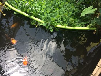 High angle view of plants floating on lake