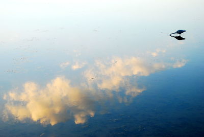 High angle view of birds flying over lake