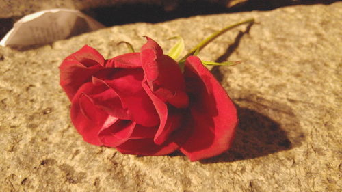 Close-up of red flower