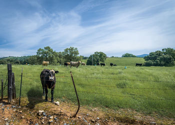 Cattle herd standing on field against sky