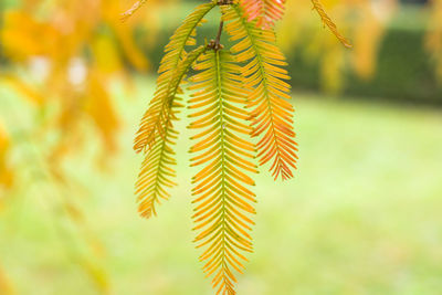 Close-up of plant against blurred background