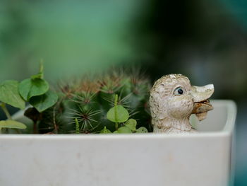 Close-up of a lizard on potted plant