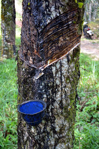 Close-up of tree trunk in forest