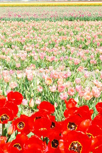 Close-up of poppy flowers