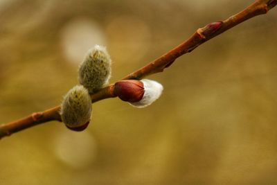 Close-up of berries growing on tree