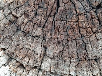 Full frame shot of tree trunk