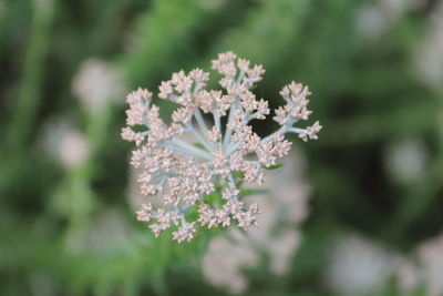 Close-up of white flowering plant on field