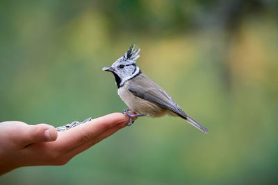 Bird perching on hand