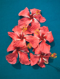 Close-up of red hibiscus flower