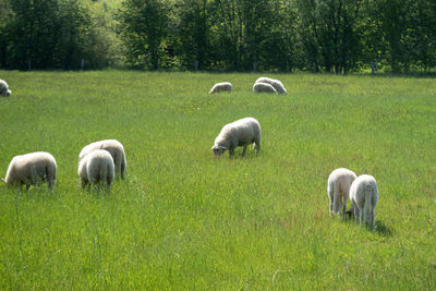 Sheep grazing in a field