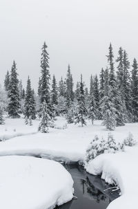 Creek in front of snow covered forest