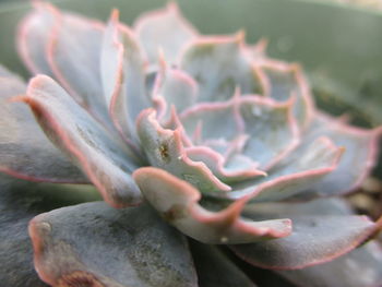 Close-up of succulent plant