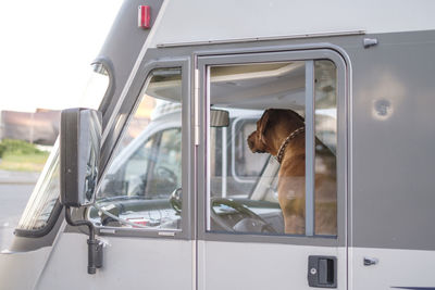 Dog in car window on driver seat