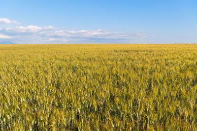 Scenic view of agricultural field against clear sky