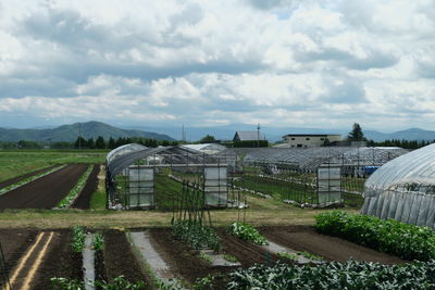 Scenic view of agricultural field against sky