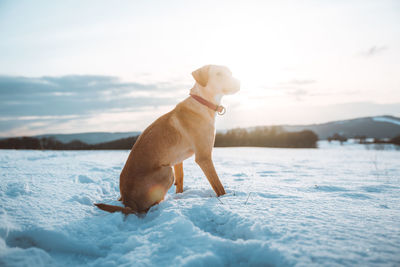 Dog looking away on snow