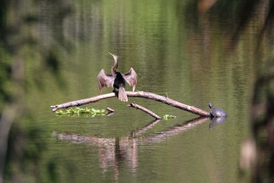 Birds flying over lake