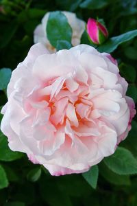 Close-up of pink rose