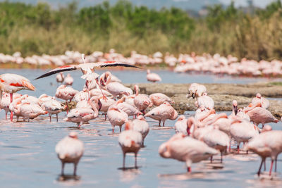 Flamingos in lake