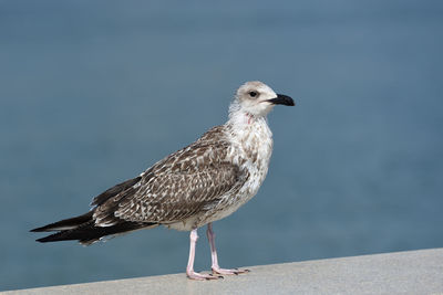 Seagull perching on a sea