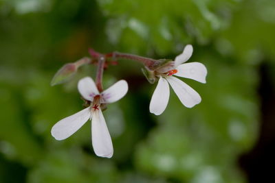 Close-up of white flowering plant