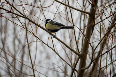 Close-up of bird perching on bare tree