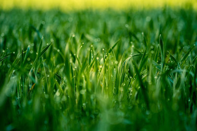 Wet grass in the spring. rural scenery of a green field. water droplets on the grass spikes. 