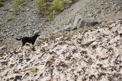 Black cat on dirt road