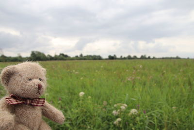 View of a toy bear on field
