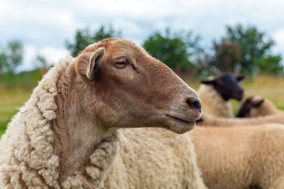 Close-up of an animal on field