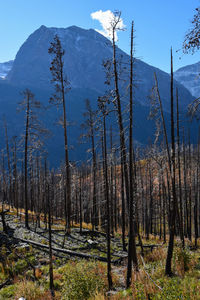 Burnt trees in glacier national park  on a sunny day