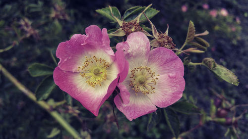 Close-up of pink flowers