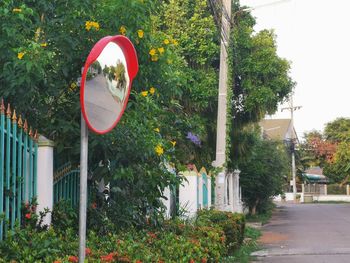 View of red flowering plants by road