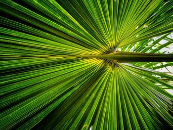 Full frame shot of leaf