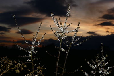 Plants against cloudy sky