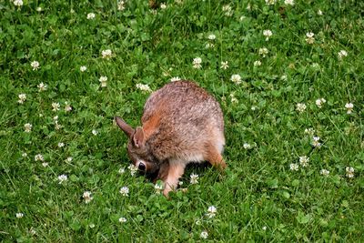 High angle view of rabbit on field