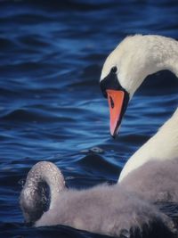 Close-up of swan swimming in lake