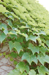 Close-up of green leaves on plant