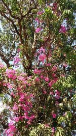 Pink flowers blooming on tree