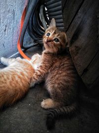 High angle view of cat resting